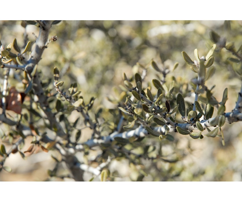 Curl-leaf Mountain Mahogany